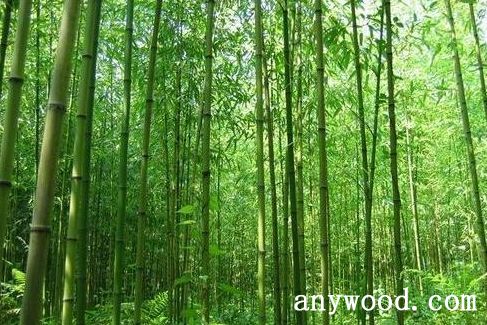 批木网 anywood.com