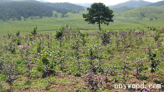 批木网 anywood.com