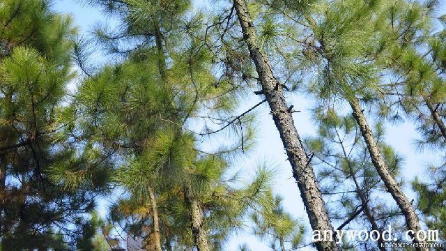 批木网 anywood.com
