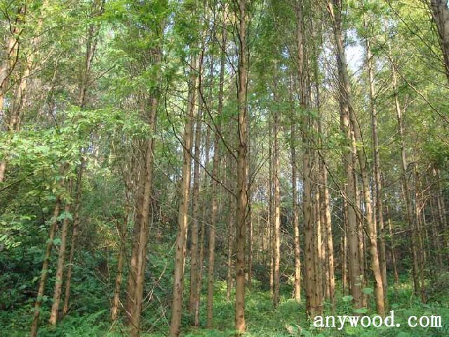 批木网 anywood.com