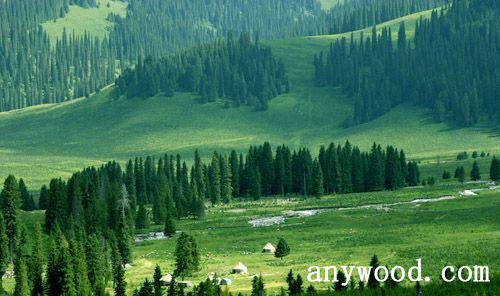 批木网 anywood.com