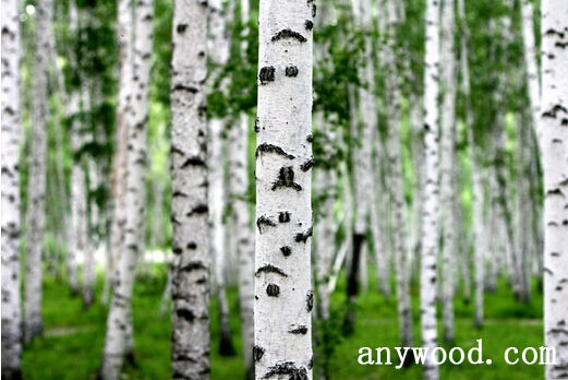 批木网 anywood.com