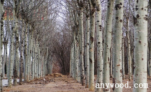 批木网 anywood.com