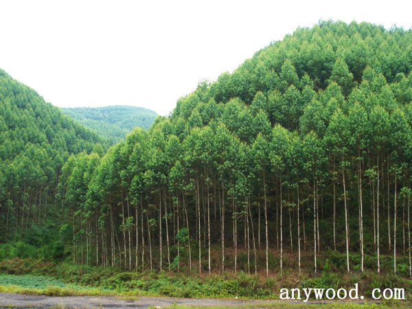 批木网 anywood.com