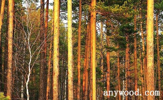 批木网 anywood.com