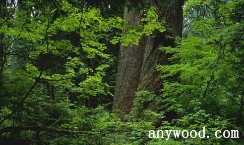 批木网 anywood.com