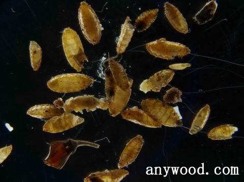 批木网 anywood.com