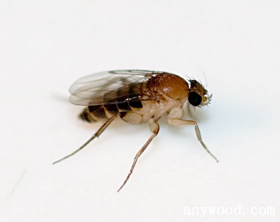 批木网 anywood.com