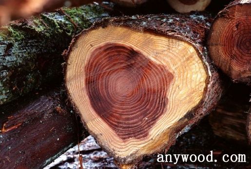 批木网 anywood.com