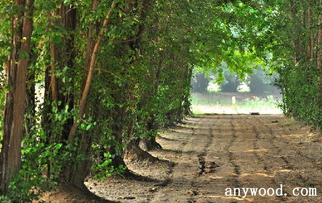批木网 anywood.com
