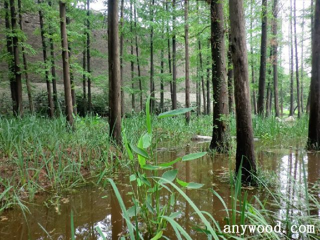 批木网 anywood.com