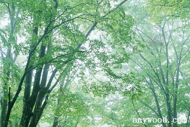 批木网 anywood.com