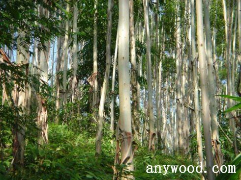 批木网 anywood.com
