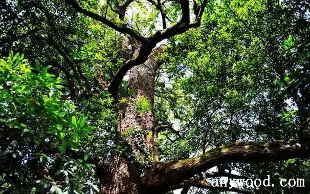 批木网 anywood.com