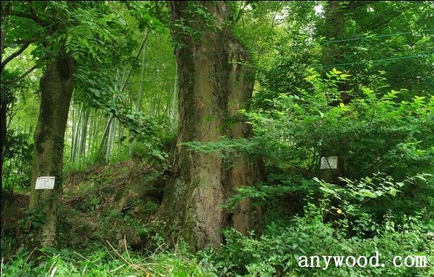 批木网 anywood.com