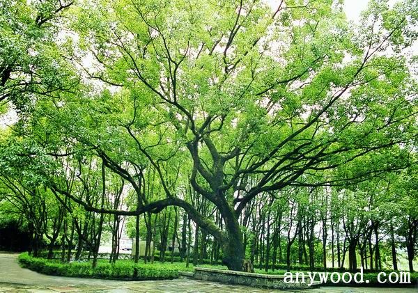 批木网 anywood.com