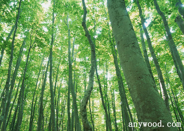 批木网 anywood.com