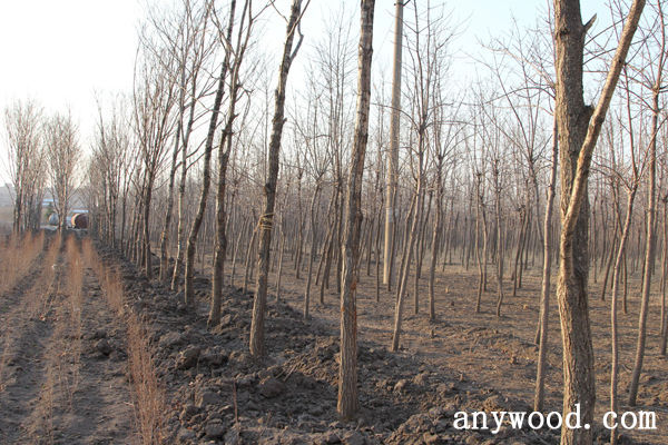 批木网 anywood.com