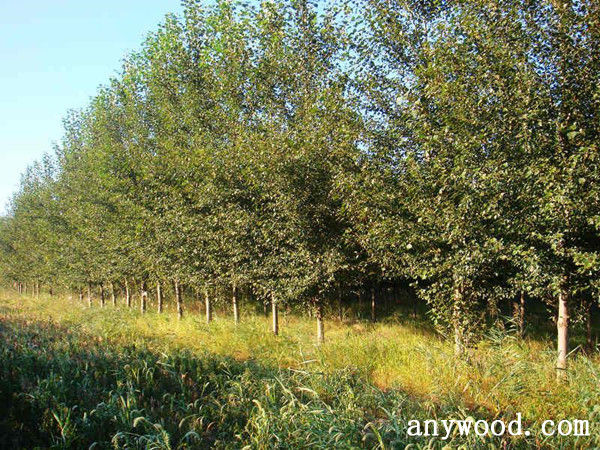 批木网 anywood.com
