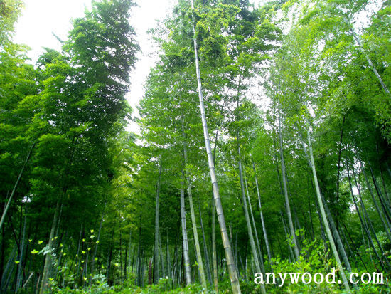 批木网 anywood.com