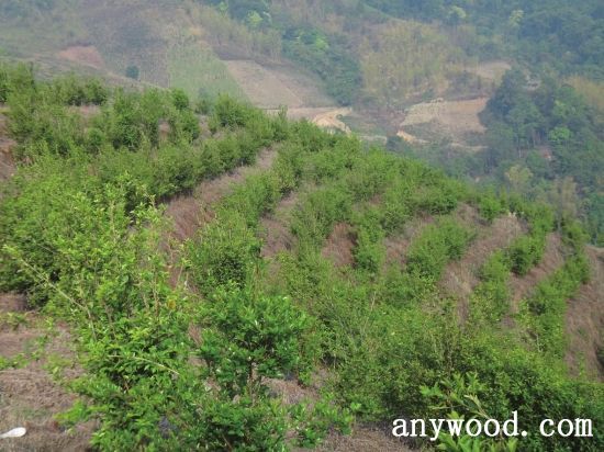 批木网 anywood.com