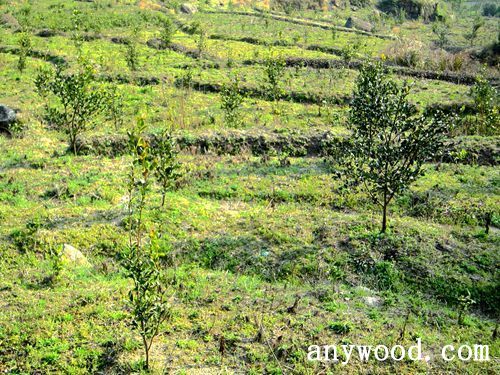 批木网 anywood.com