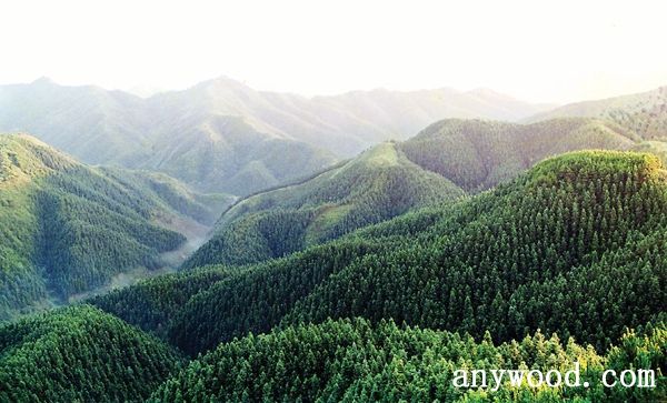 批木网 anywood.com