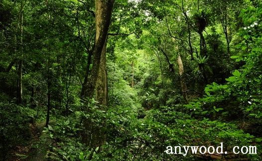 批木网 anywood.com