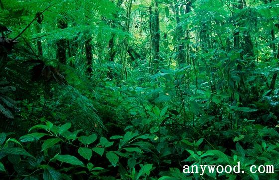 批木网 anywood.com