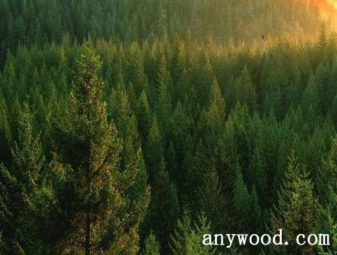 批木网 anywood.com