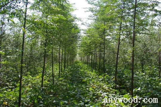 批木网 anywood.com
