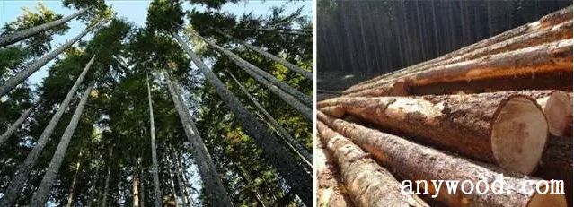 批木网 anywood.com