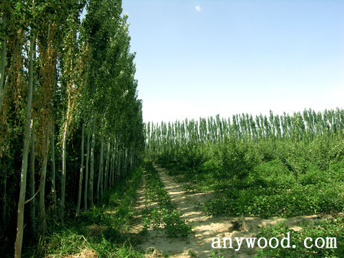 批木网 anywood.com