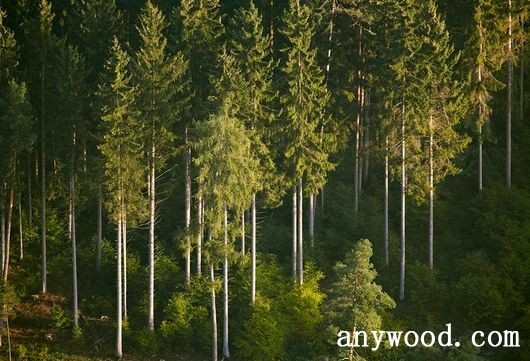 批木网 anywood.com