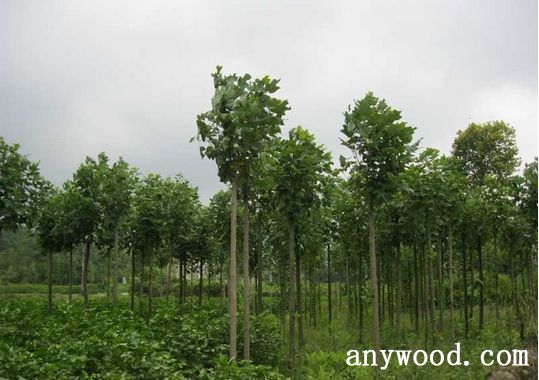 批木网 anywood.com