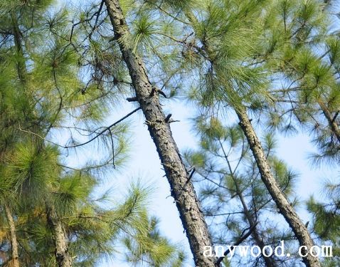 批木网 anywood.com