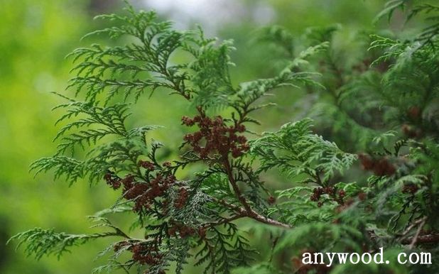 批木网 anywood.com