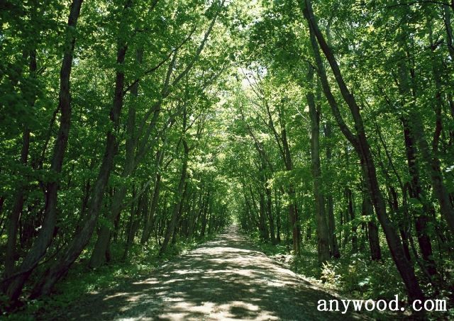 批木网 anywood.com