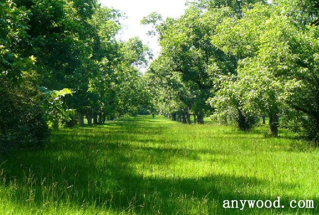 批木网 anywood.com