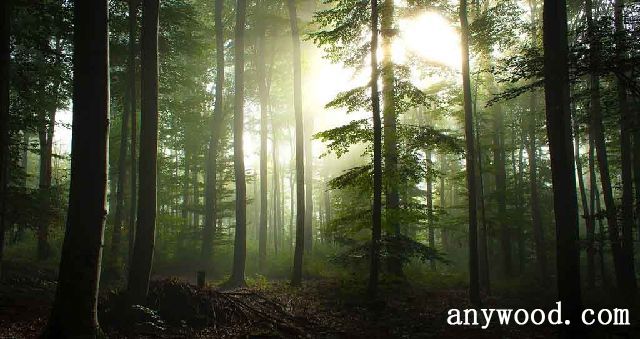 批木网 anywood.com