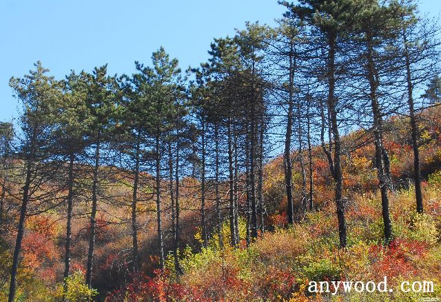 批木网 anywood.com