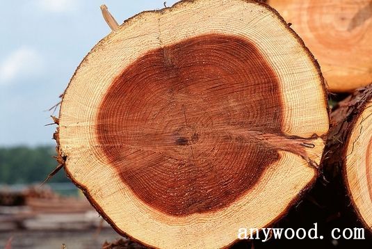 批木网 anywood.com