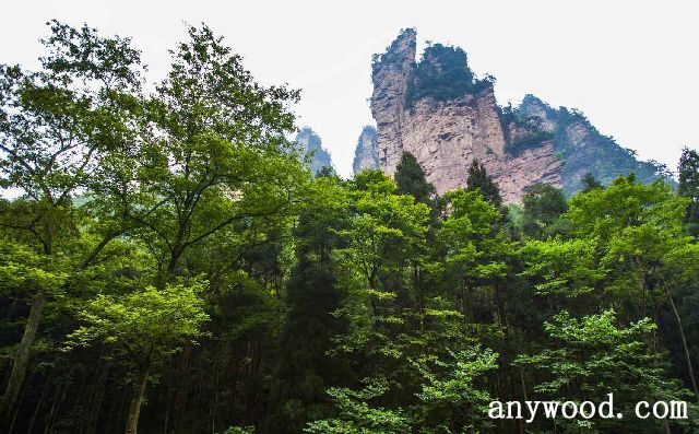 批木网 anywood.com