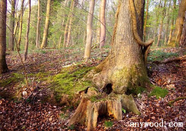 批木网 anywood.com