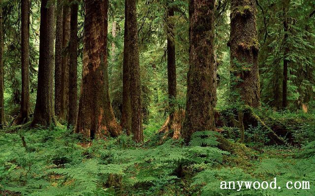 批木网 anywood.com