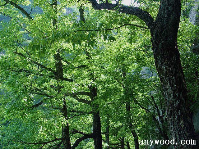 批木网 anywood.com