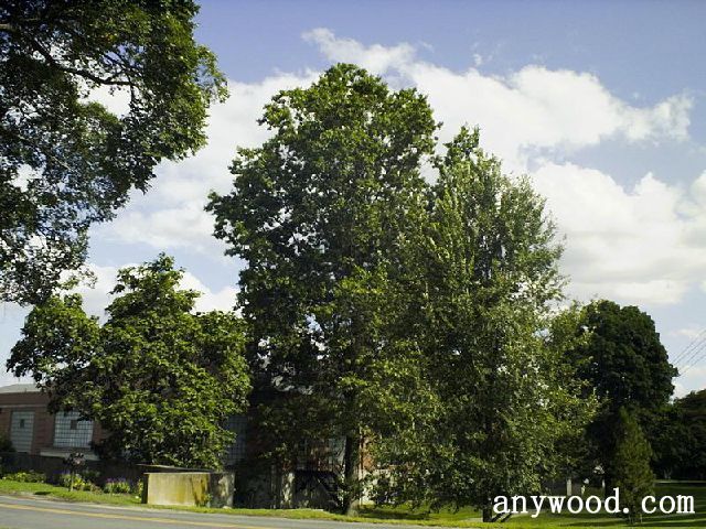 批木网 anywood.com