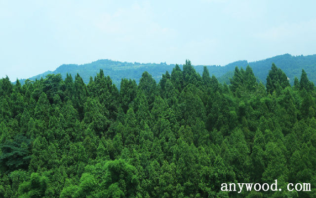 批木网 anywood.com