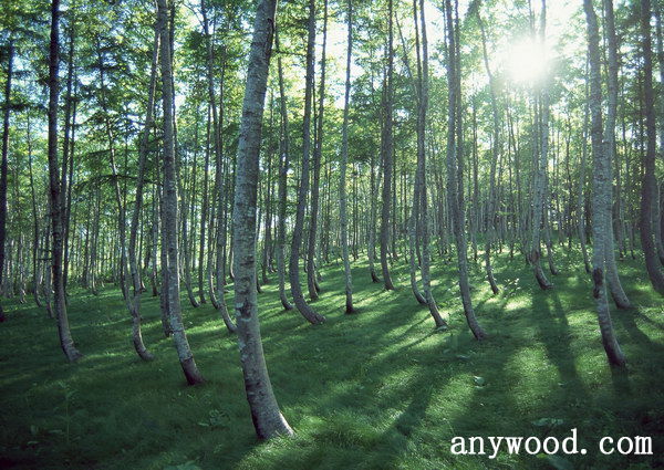 批木网 anywood.com