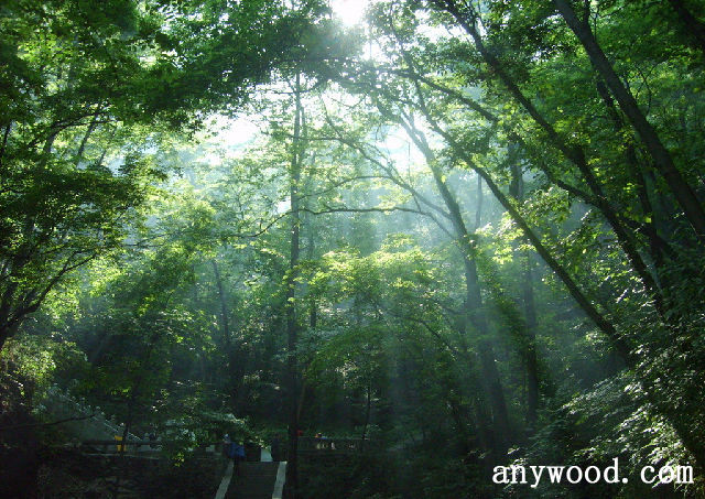 批木网 anywood.com